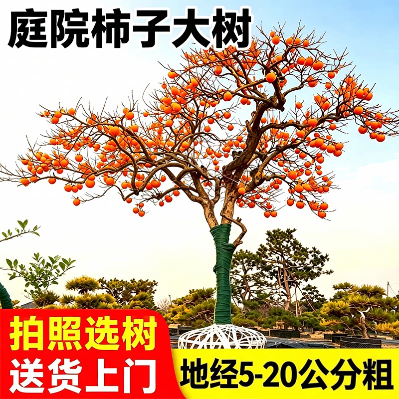 特大脆甜柿子树果苗嫁接树苗南方北方四季种植盆栽地栽庭院水果树