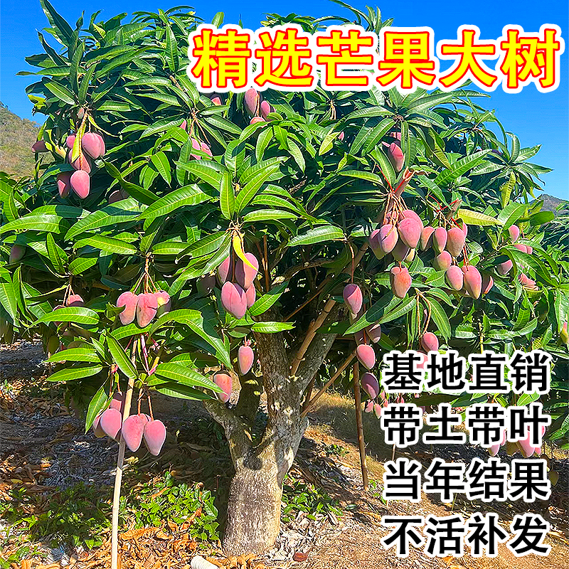 特大芒果树果苗红贵妃台农嫁接苗四季种植水果苗盆栽地栽庭院果树