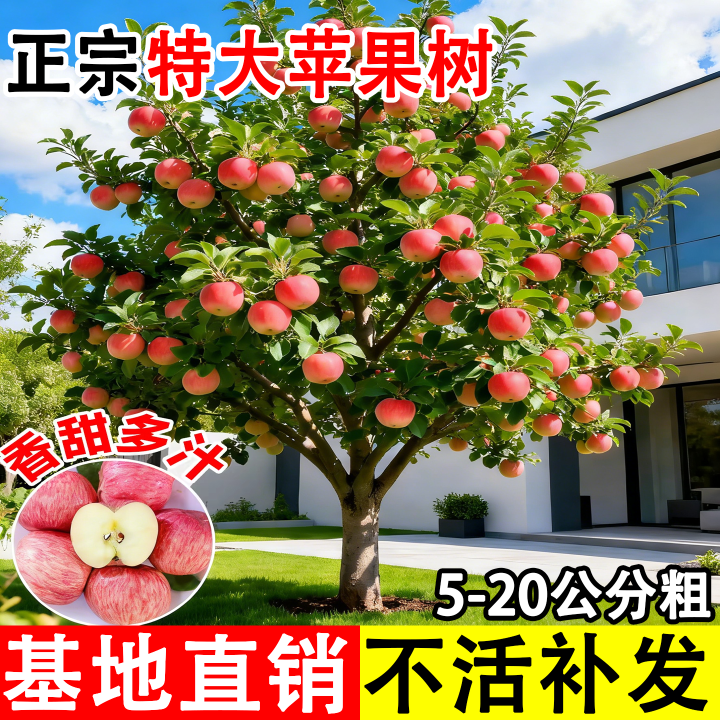 特大红富士苹果树果苗冰糖心苹果嫁接苗盆栽地栽种植庭院果树大树
