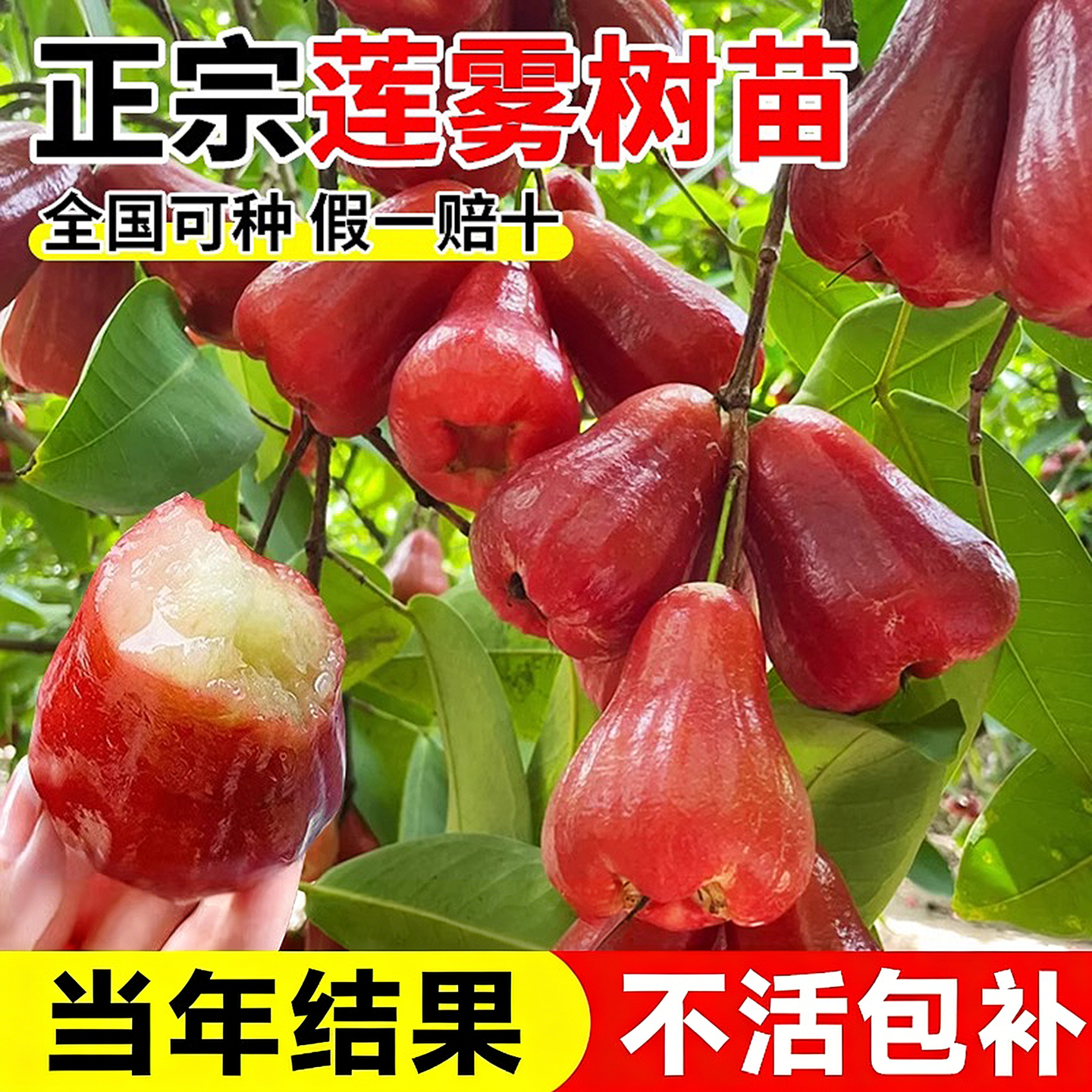 正宗黑金刚莲雾果树特大号果苗当年结果水果苗南方北方四季种植