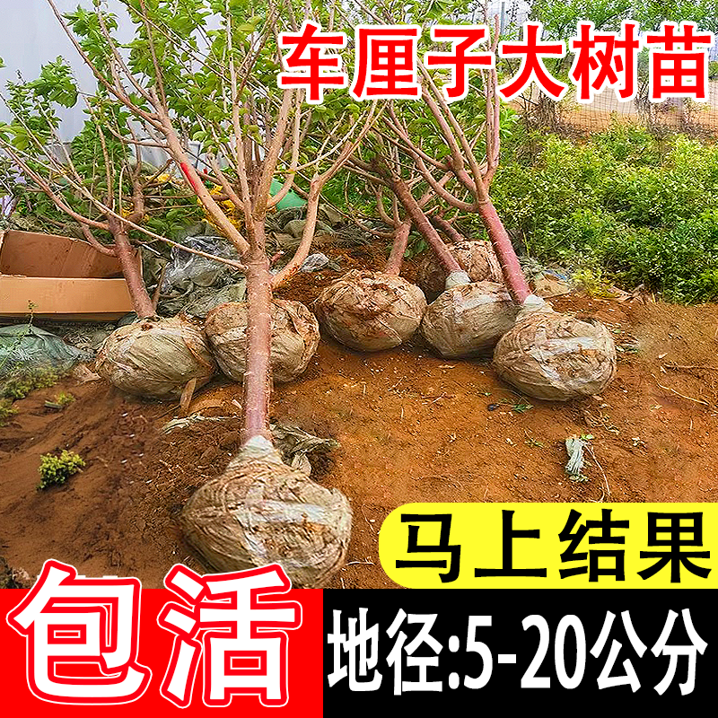 特大车厘子树苗嫁接大樱桃树苖南方北方四季种植庭院别墅果树果苗 鲜花速递/花卉仿真/绿植园艺 果树 原图主图