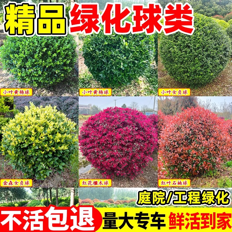 冬青球红叶石楠树球树苗庭院别墅地栽观赏耐寒植物园林工程绿化苗