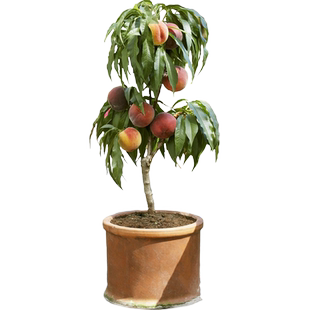 特大冬桃树果苗鹰嘴桃油桃嫁接桃树南方北方四季种植庭院果树大树