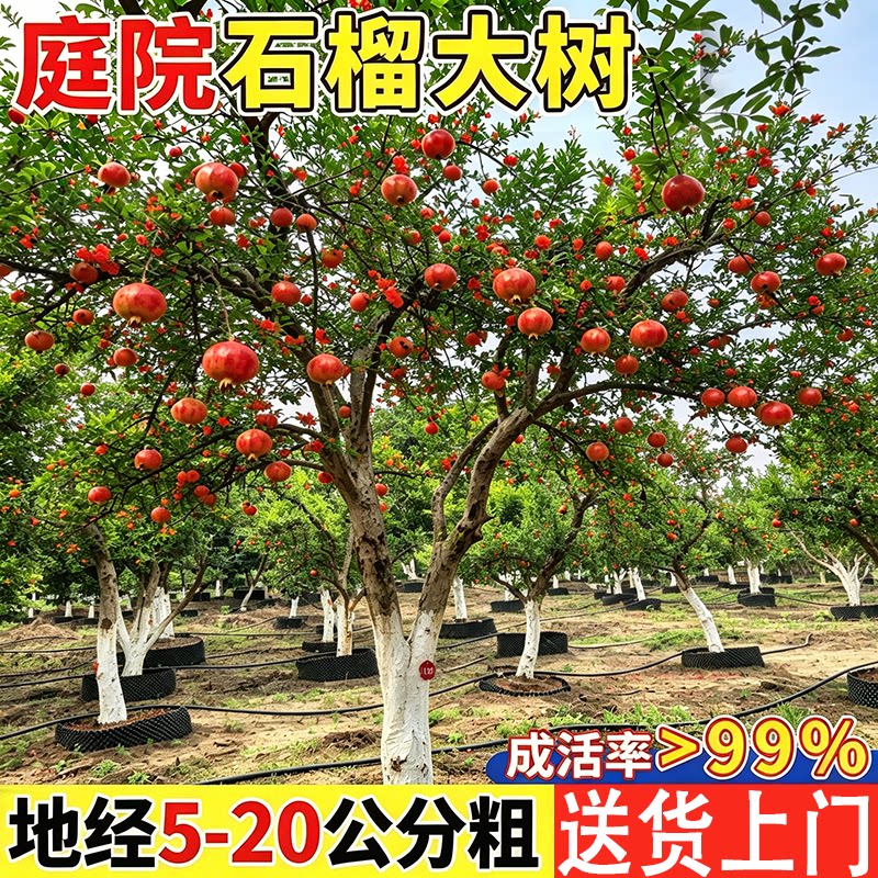 特大软籽石榴树基地直销现挖现发图片