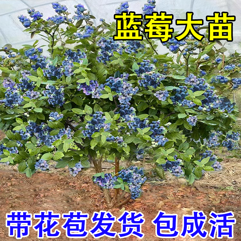 【带花苞发货】蓝莓树苗马上结果