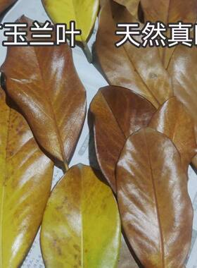 广玉兰叶秋天树叶手工幼儿园材料天然真树叶落叶标本装饰拍摄道具