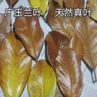 广玉兰叶秋天树叶手工幼儿园材料天然真树叶落叶标本装饰拍摄道具