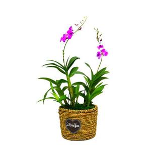 兰花洋兰石斛兰秋石斛盆栽办公室花卉净化空气四季开花绿植吸甲醛