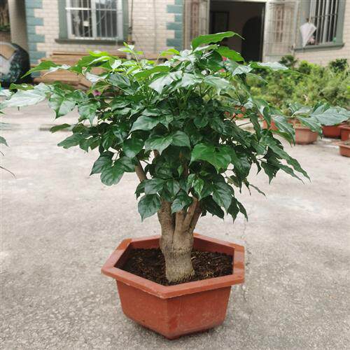 幸福树盆栽室内植物花卉 四季常青绿宝树提根老桩盆景客厅发财树