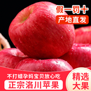 红富士大脆整箱一级 包邮 正宗陕西洛川苹果新鲜10斤当季 23年新果