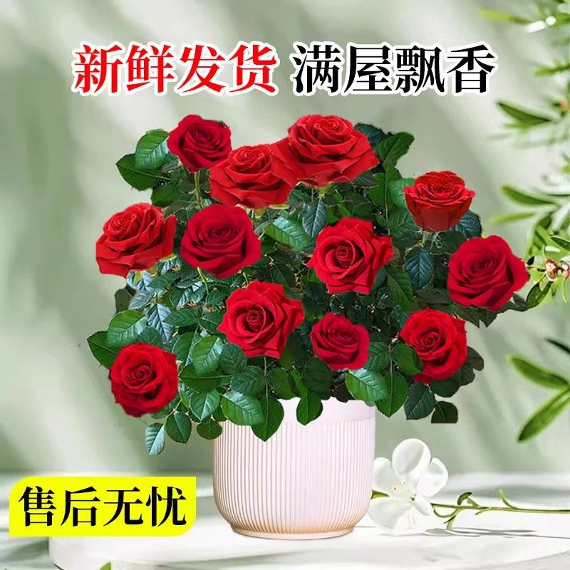 月季花苗盆栽带花苞四季花开果汁阳台特大花卉植物老桩玫瑰花树苗,鲜花速递/花卉仿真/绿植园艺,红掌/凤梨/温室花卉,淘宝优惠券,粉丝福利购,淘宝优惠卷