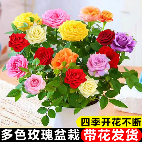 多色玫瑰花盆栽带花苞室内花卉四季花开不断阳台庭院月季花苗植物