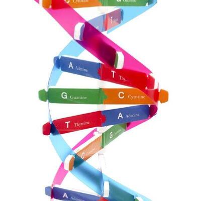 Preschool Educational Puzzle Learning Toy Biological