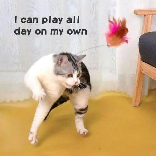 Cat Teasing Stick Collar Toys Pets Collar Interactive Cats