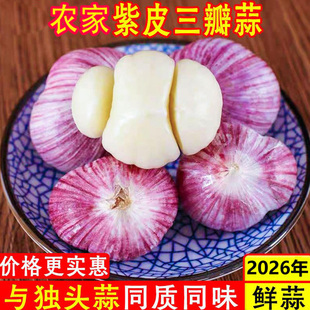 云南农家正宗紫皮三瓣蒜新大蒜晾晒三瓣蒜当季蔬菜红皮鲜三瓣蒜