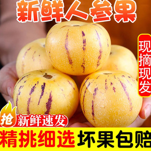 云南石林人参果圆果树上熟清甜多汁人生果娃娃果七彩黄肉新鲜水果