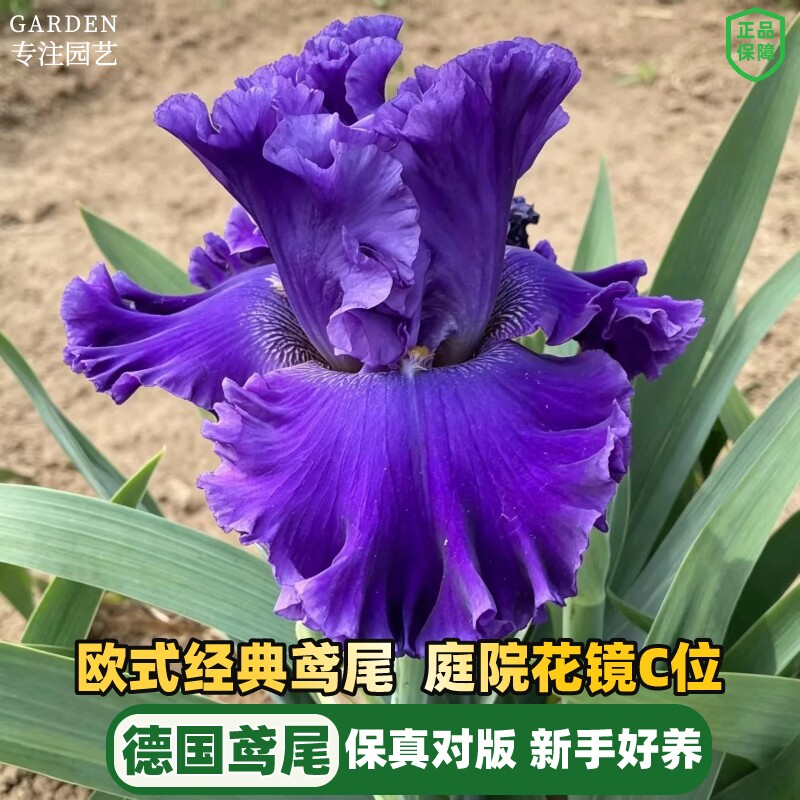 德国鸢尾种球根鸢尾花苗多年生阳台盆栽庭院绿植耐热耐寒地栽植物