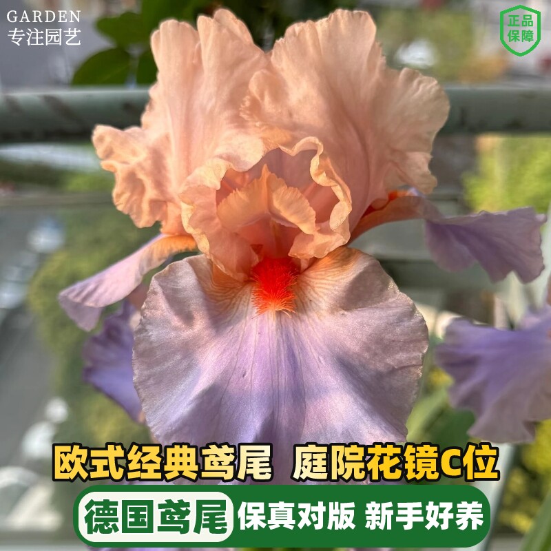 进口鸢尾种球根多年生德国鸢尾花苗耐寒阳台盆栽庭院地栽花卉植物