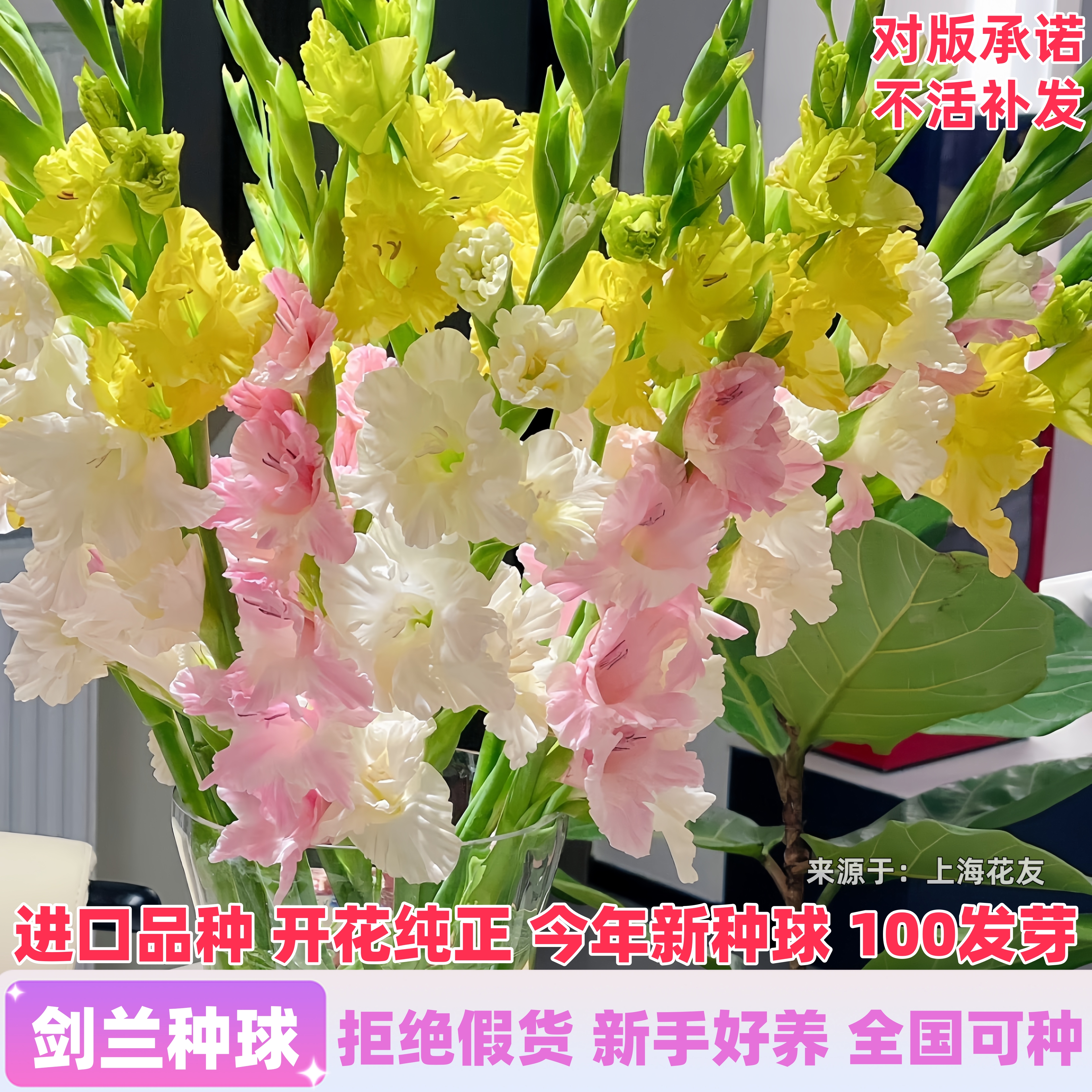 进口剑兰唐菖蒲包成活开花包对版