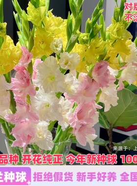 进口剑兰种球唐菖蒲包活包开对版