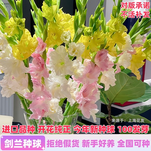 进口剑兰种球唐菖蒲包活包开对版