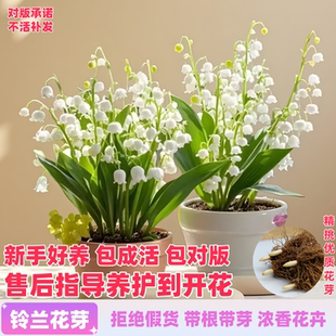 铃兰花苗带花芽根盆栽多年生植物种球耐寒室内室外花卉绿植郁金香