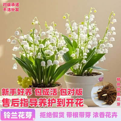 进口铃兰花芽带根包开花包对版