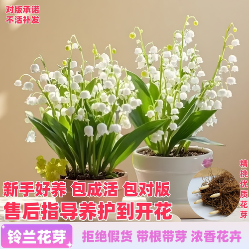 铃兰花苗带花芽带根包成活包对版
