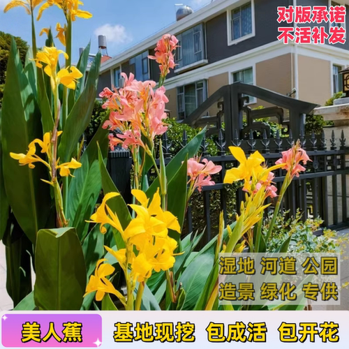 11年老店基地现挖美人蕉包开对版
