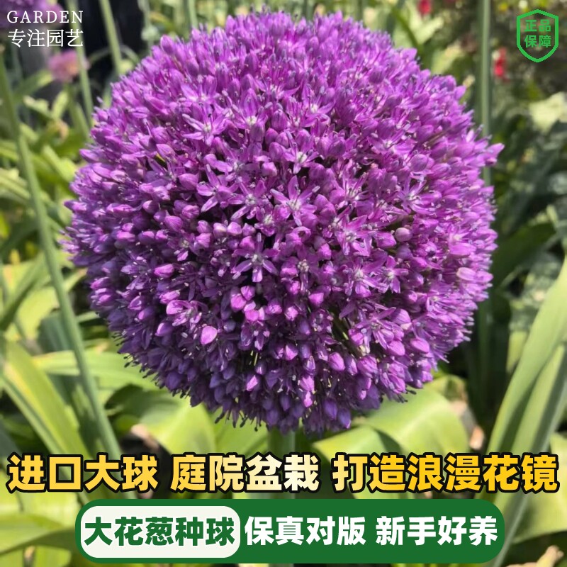 大花葱种球荷兰进口耐寒花卉盆栽植物庭院地栽大葱花大使球根花园