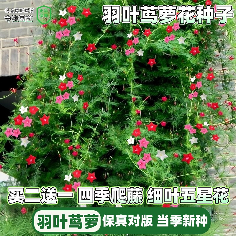 羽叶茑萝花种子庭院爬藤攀援植物五角星花卉爬墙花阳台盆栽四季种