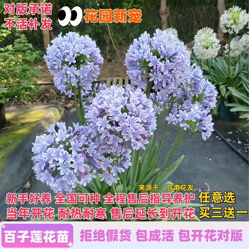 基地繁育百子莲包成活开花包对版