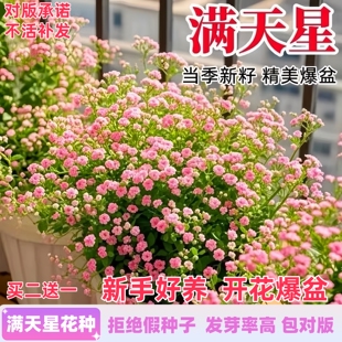 满天星花种子四季播种好养活阳台盆栽花卉室内室外花苗种子籽花籽
