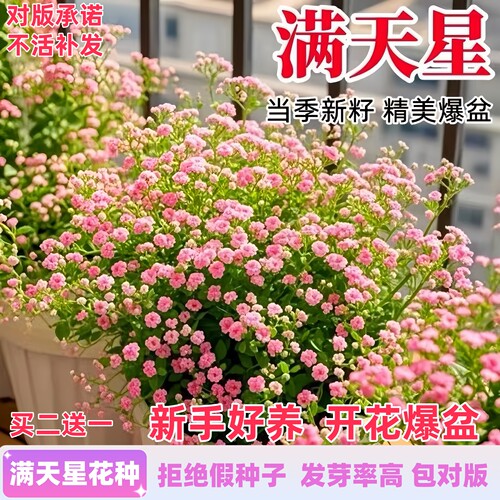 新种包发芽满天星花包开花包对版