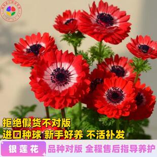 进口重瓣银莲花种球根阳台盆栽庭院地栽耐寒多年生宿根花卉绿植物