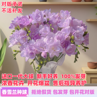 进口重瓣香雪兰种球小苍兰种子花卉阳台盆栽植物易活浓香型室内花