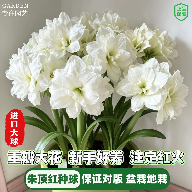 朱顶红种球重瓣阿弗雷鬼魅进口大球阳台盆栽办公室桌面花卉绿植物