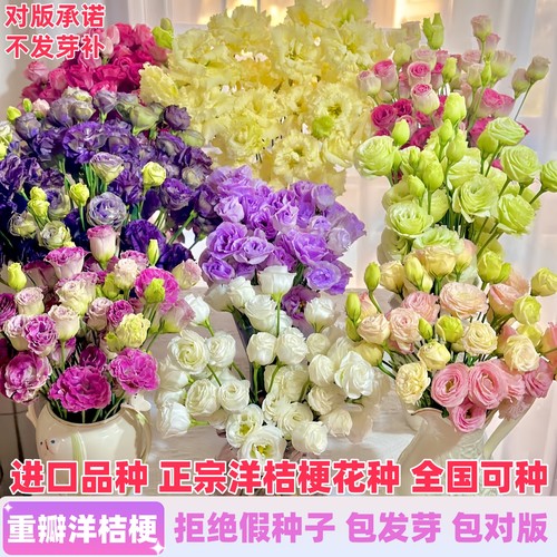 进口重瓣洋桔梗花种子四季种植花苗开花易活花卉种籽子室内外花籽