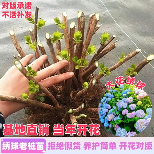 绣球花苗老桩大花包活开花对版