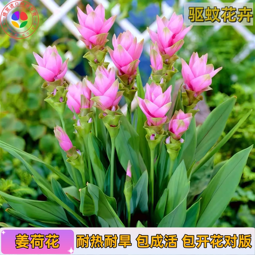 正宗进口姜荷花种球包活包开对版