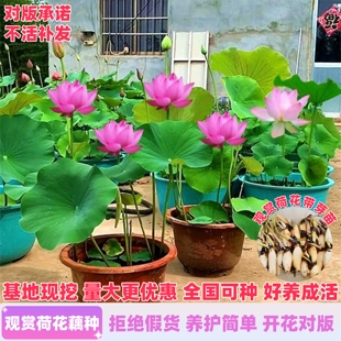 观赏荷花藕种盆栽水养食用莲花苗睡莲碗莲种籽子水培池塘花卉植物