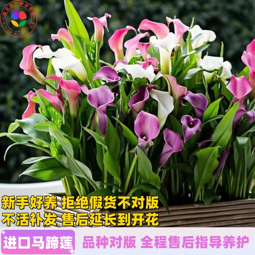 进口彩色马蹄莲种球包开花对版