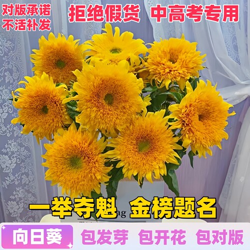 中高考一举夺魁观赏向日葵花种子