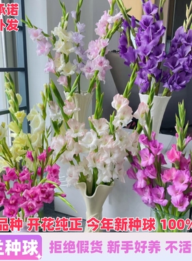 进口剑兰唐菖蒲种球根十三太保室外庭院耐寒耐热花卉阳台盆栽植物