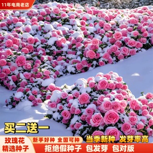 玫瑰花种籽子四季种植盆栽花卉植物室内外鲜花种子好养活庭院阳台