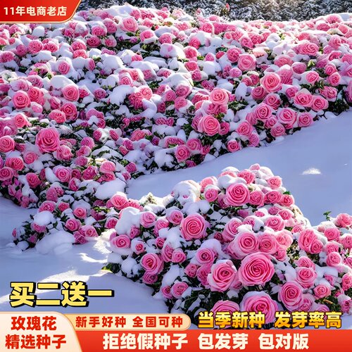 玫瑰花种籽子四季种植盆栽花卉植物室内外鲜花种子好养活庭院阳台