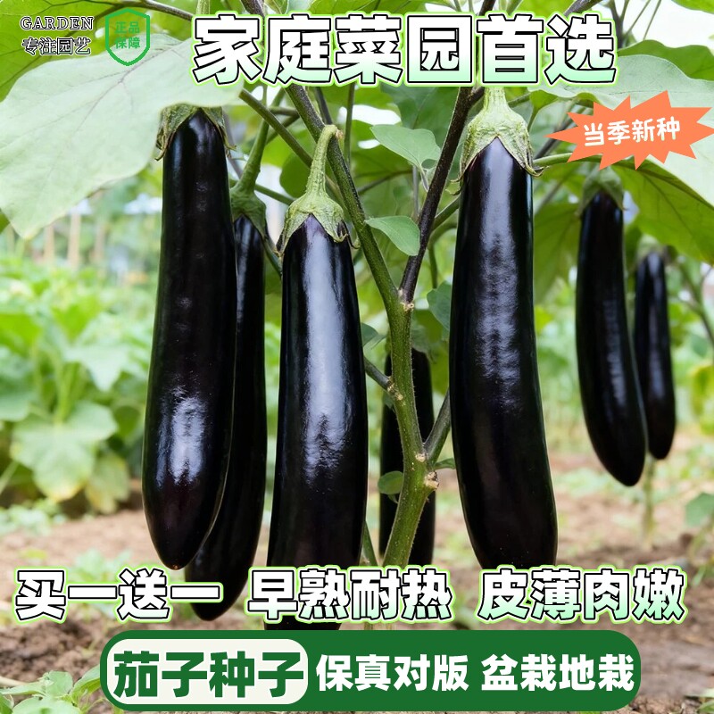 紫龙长茄种子紫茄种籽四季播种蔬菜种子大全阳台庭院易种茄子籽