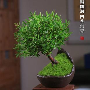 好养 小叶赤楠老桩盆栽创意植物盆景室内花卉办公室桌面小绿植四季