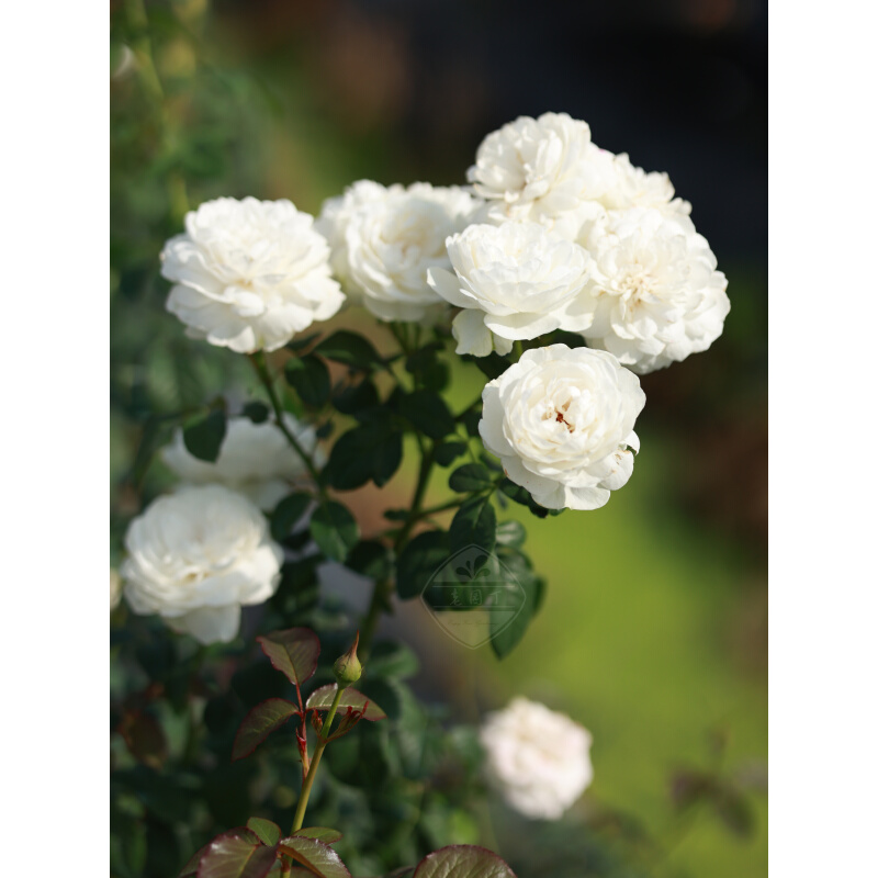 卓功三位一体白色耐热大灌木庭院月季盆栽花卉