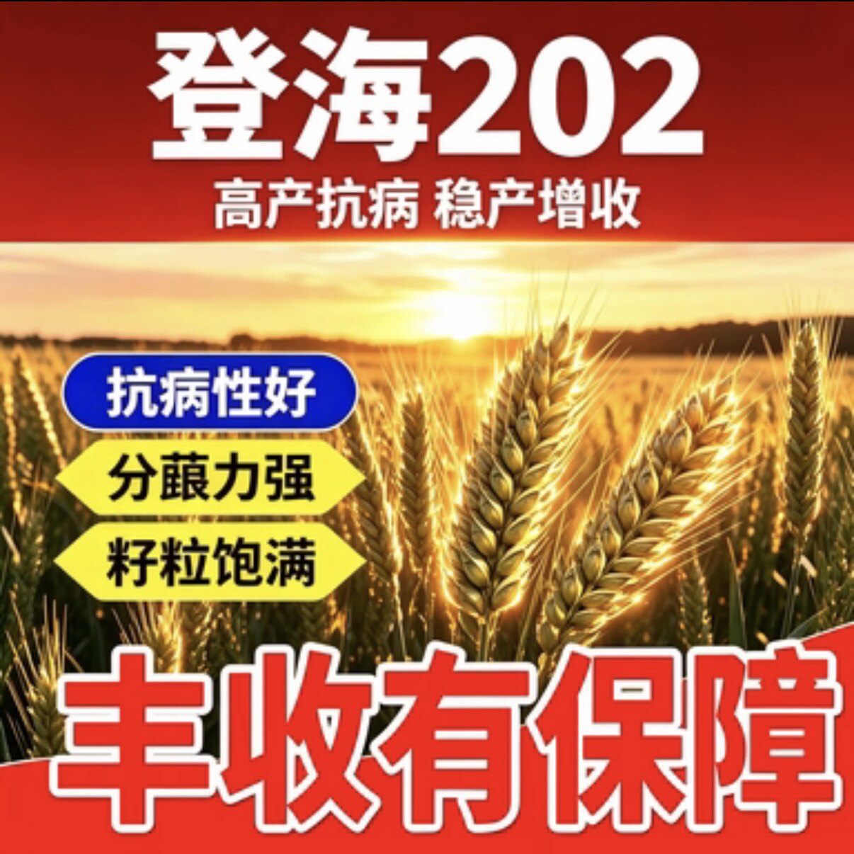 登海202小麦种子正品高产矮秆多穗多粒多籽优质农家大田小麦种子